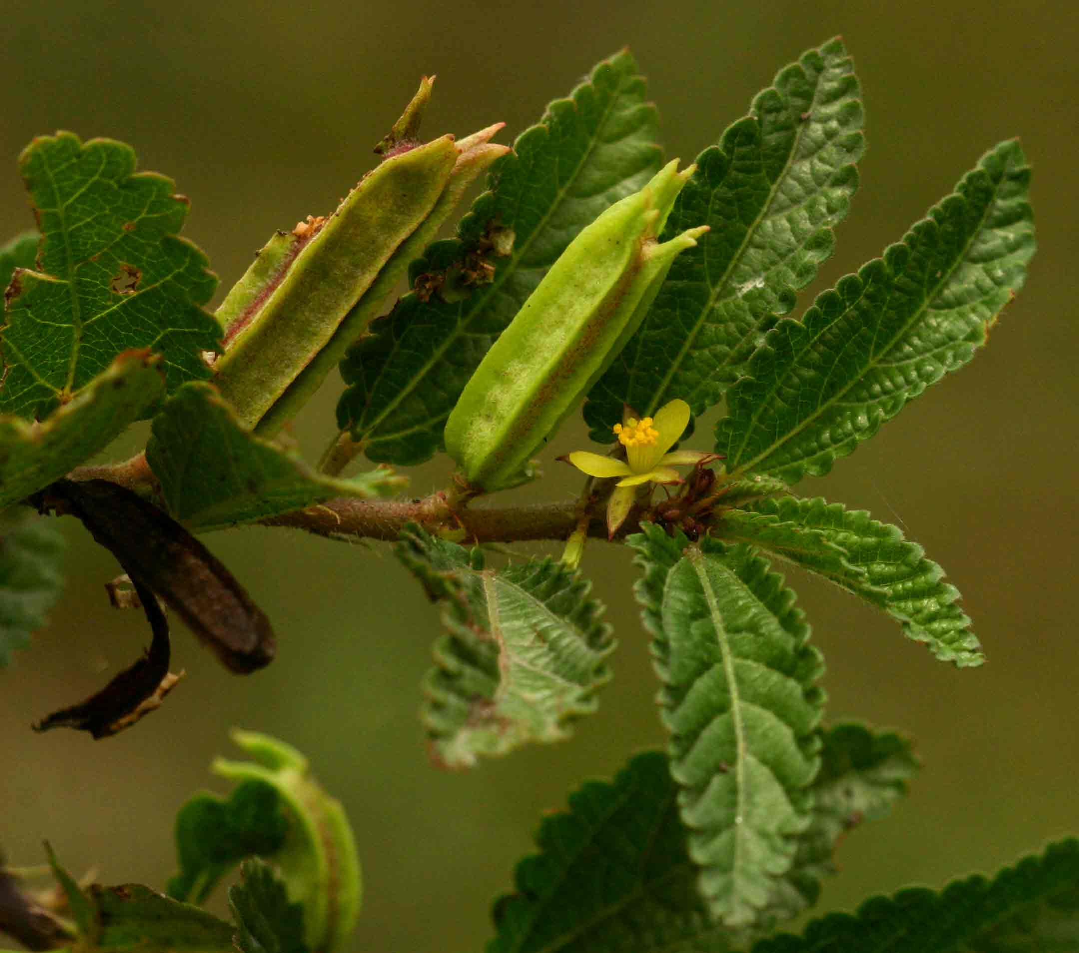 Corchorus aestuans Corchorus aestuans