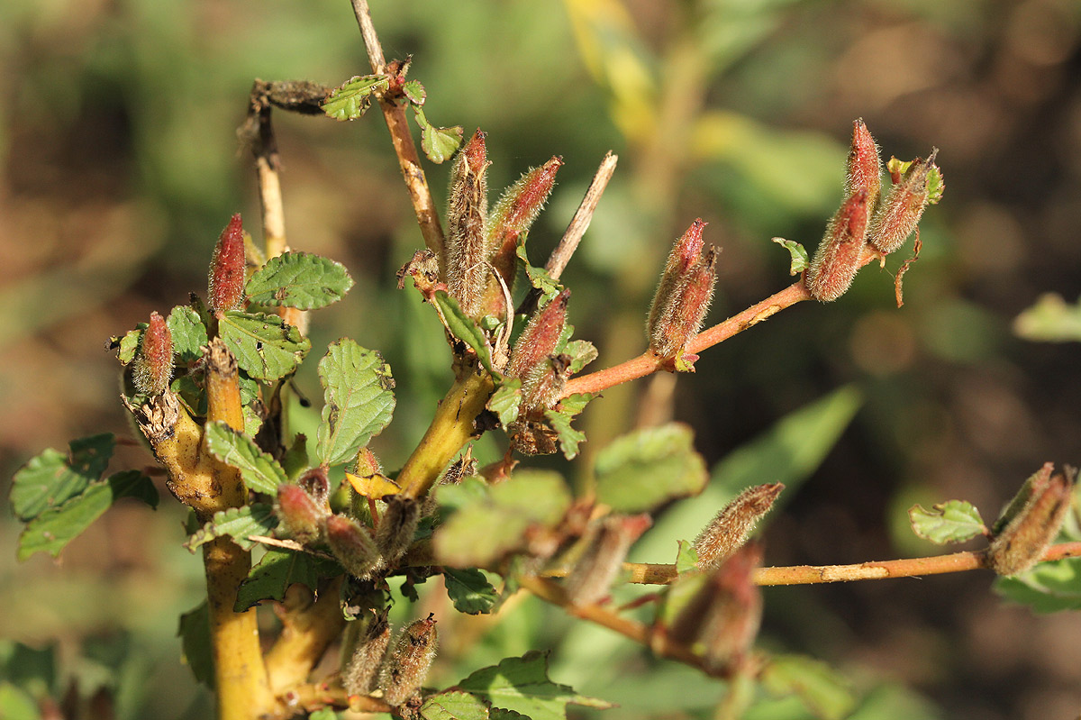 Corchorus fascicularis Corchorus fascicularis