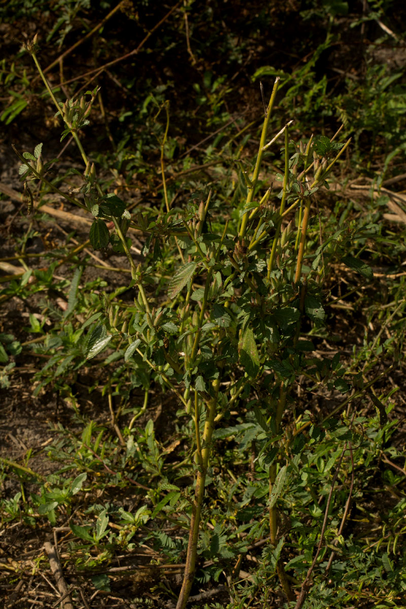 Corchorus fascicularis Corchorus fascicularis