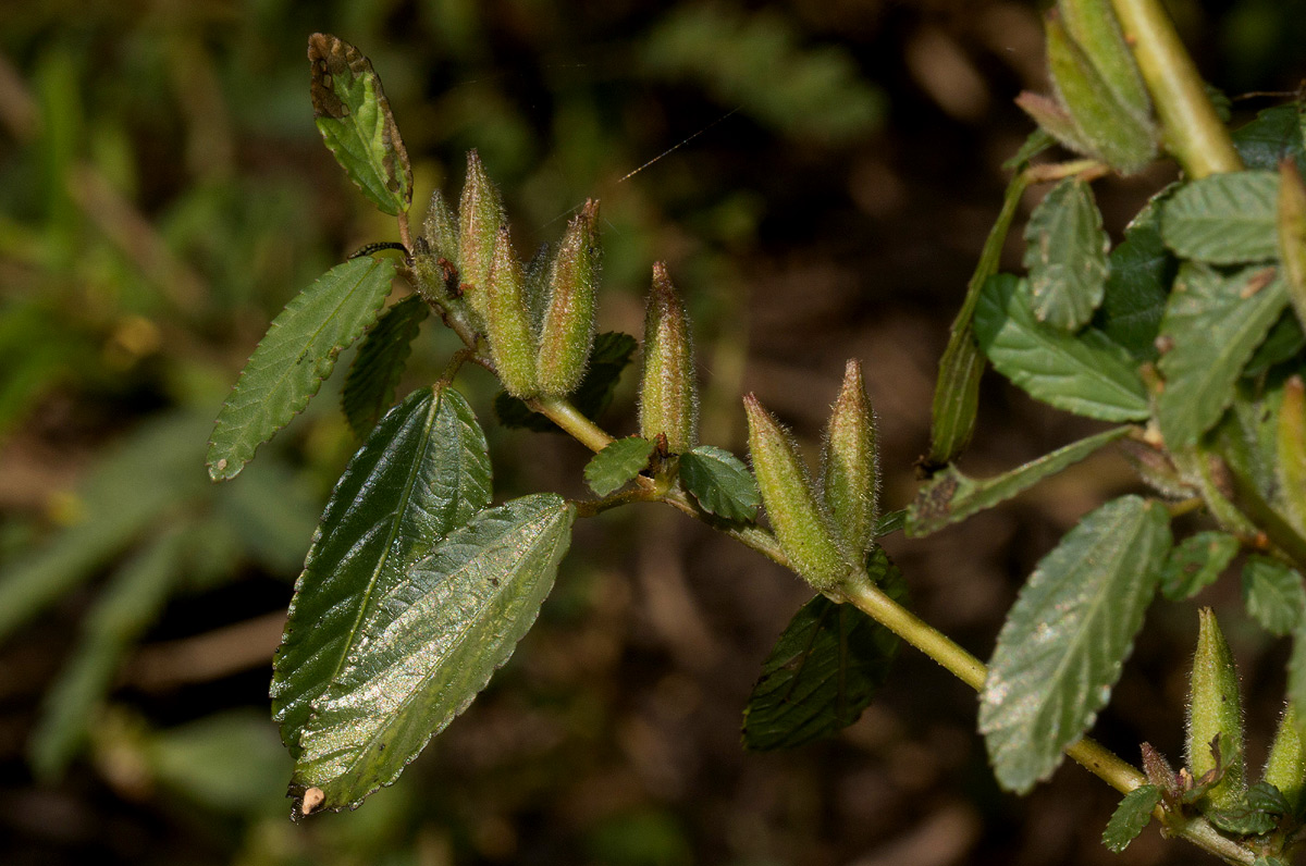 Corchorus fascicularis Corchorus fascicularis