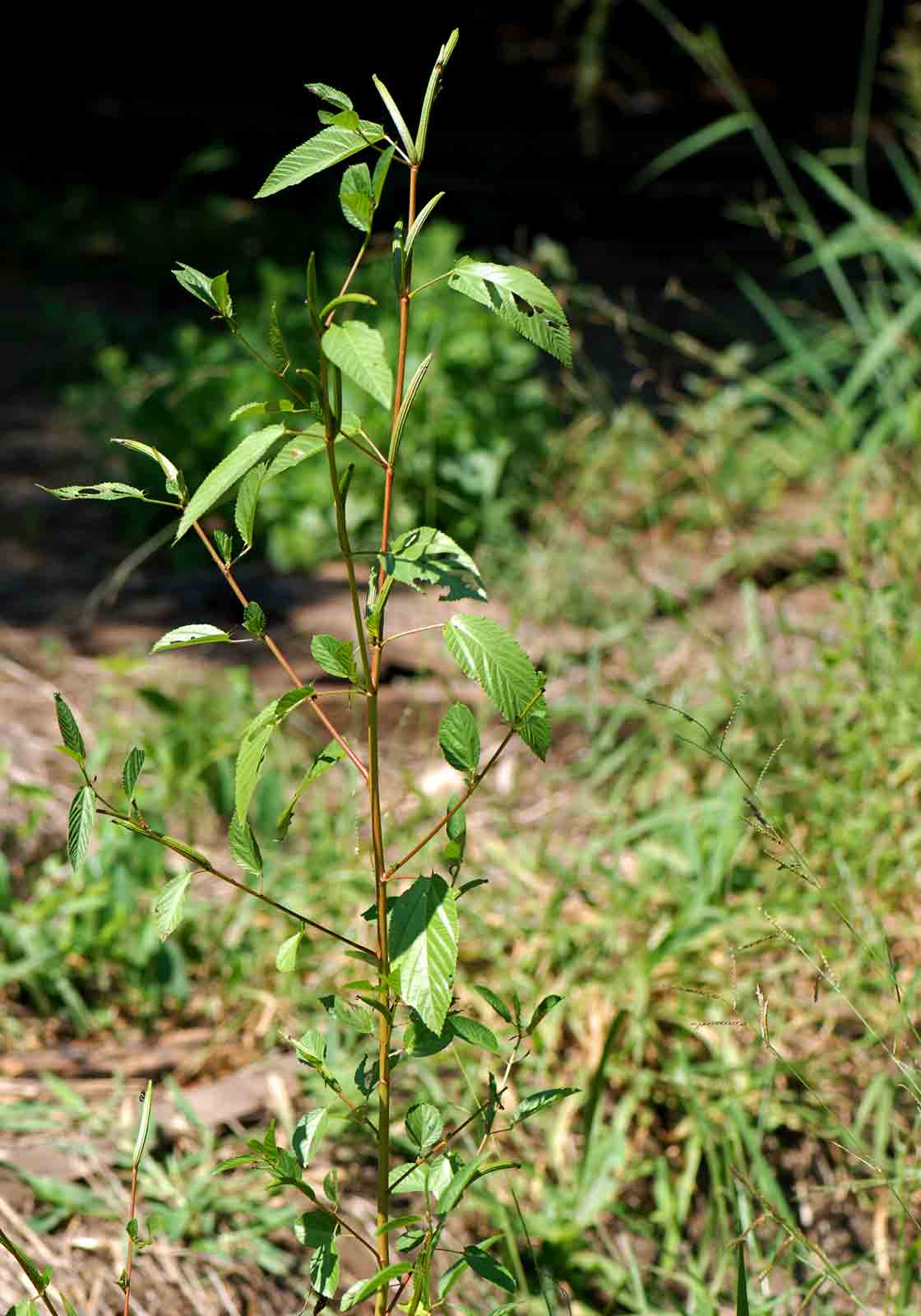 Corchorus olitorius Corchorus olitorius