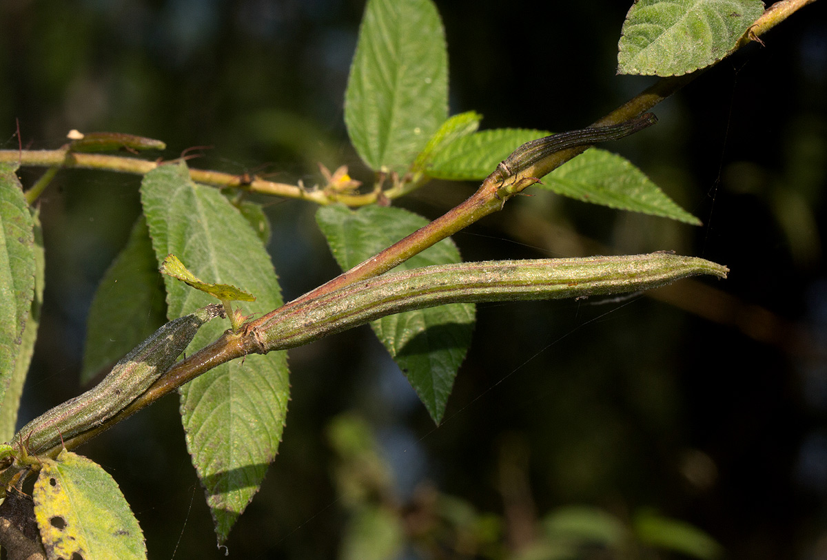 Corchorus olitorius Corchorus olitorius