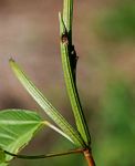 Corchorus olitorius