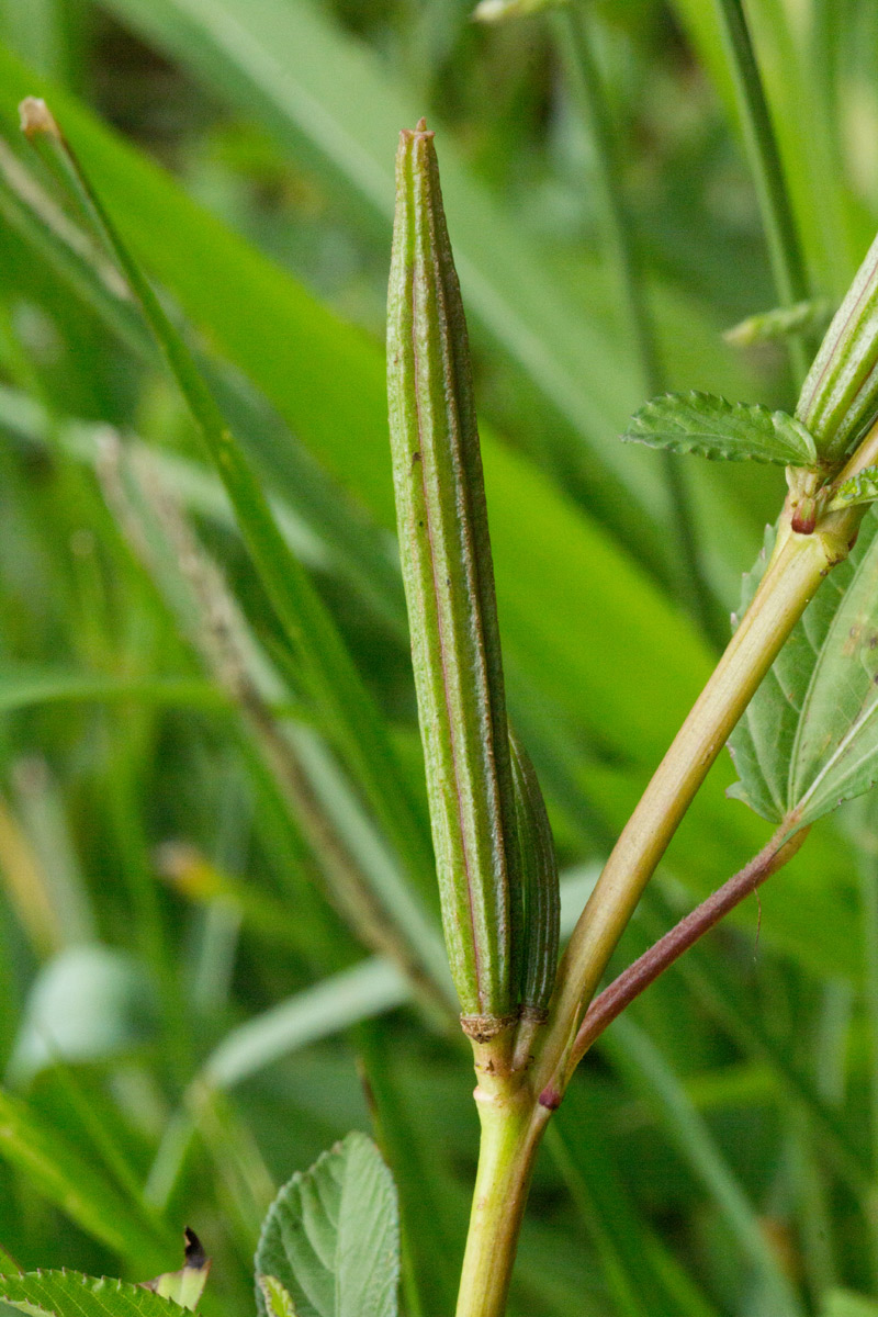 Corchorus olitorius Corchorus olitorius