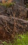 Corchorus olitorius