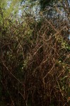 Corchorus olitorius