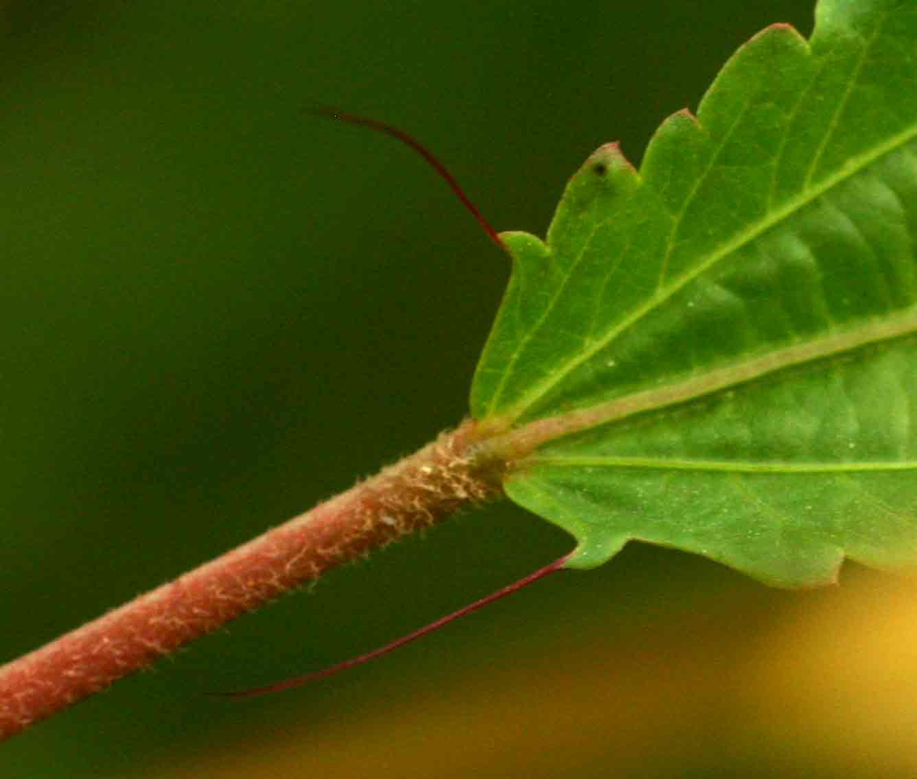 Corchorus tridens Corchorus tridens