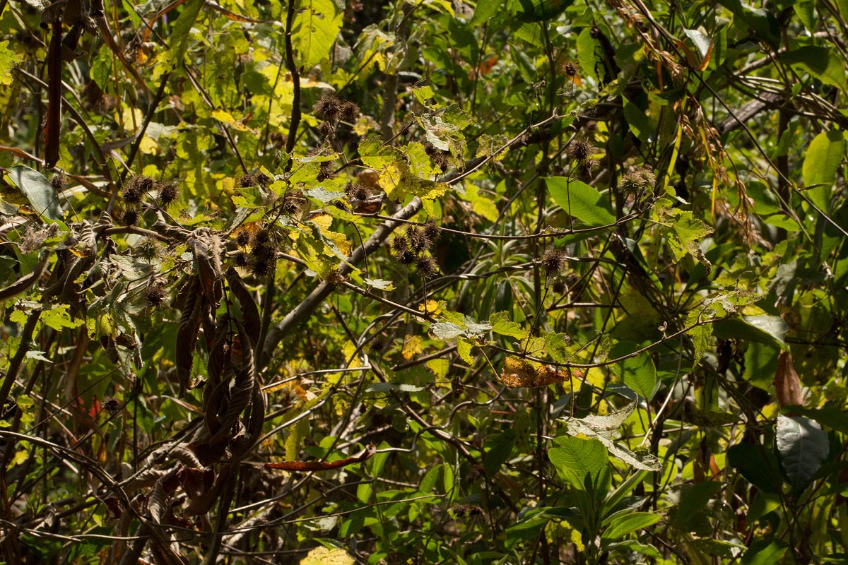 Sparrmannia ricinocarpa subsp. ricinocarpa