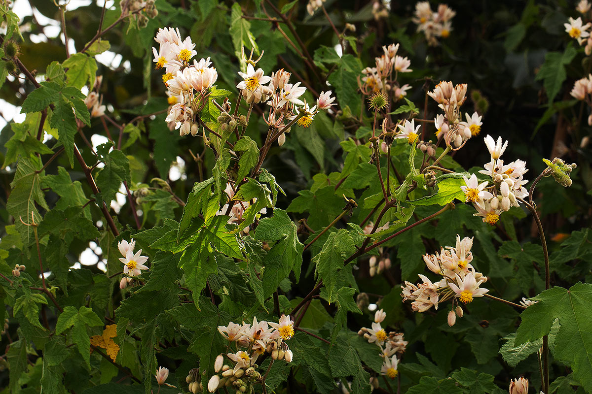 Sparrmannia ricinocarpa subsp. ricinocarpa