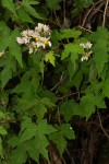 Sparrmannia ricinocarpa subsp. ricinocarpa