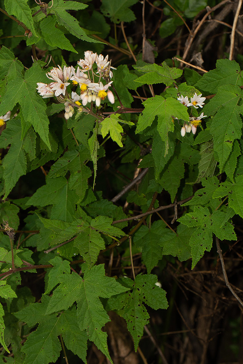 Sparrmannia ricinocarpa subsp. ricinocarpa