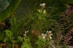 Sparrmannia ricinocarpa subsp. ricinocarpa