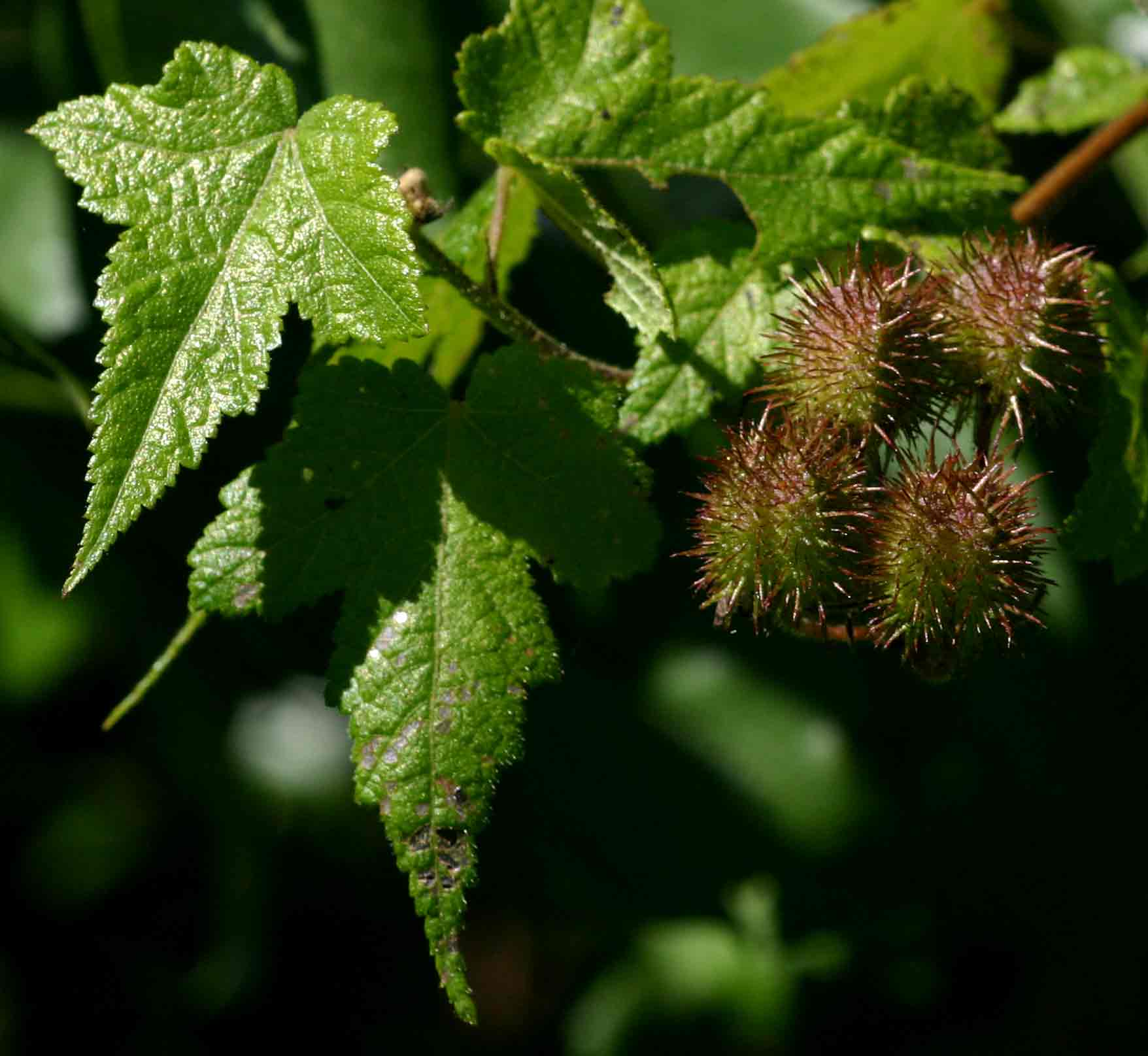 Sparrmannia ricinocarpa subsp. ricinocarpa