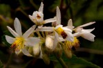 Sparrmannia ricinocarpa subsp. ricinocarpa