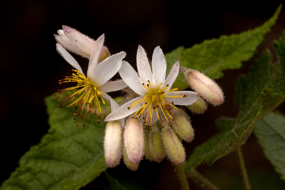 Sparrmannia ricinocarpa subsp. ricinocarpa Sparrmannia ricinocarpa subsp. ricinocarpa