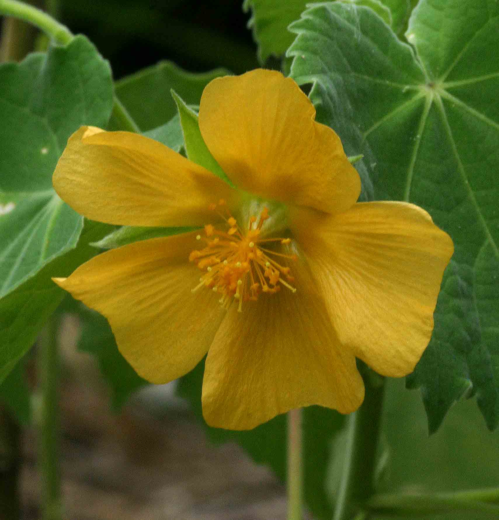 Abutilon grandiflorum Abutilon grandiflorum