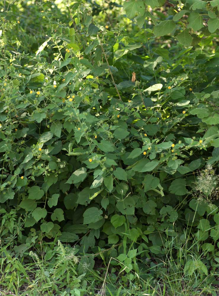 Abutilon ramosum Abutilon ramosum