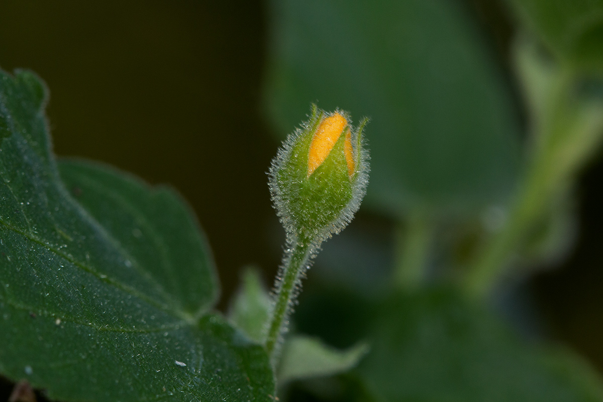 Abutilon ramosum Abutilon ramosum