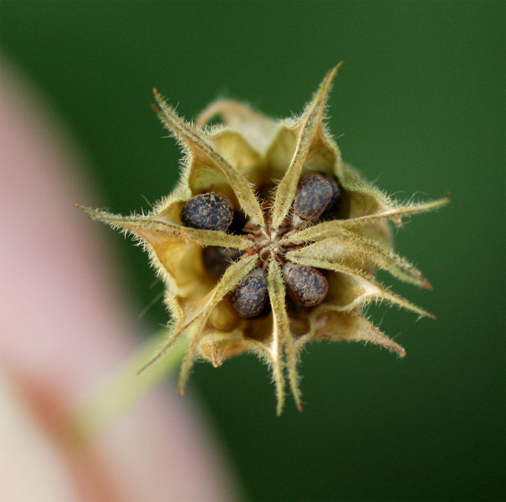 Abutilon ramosum Abutilon ramosum