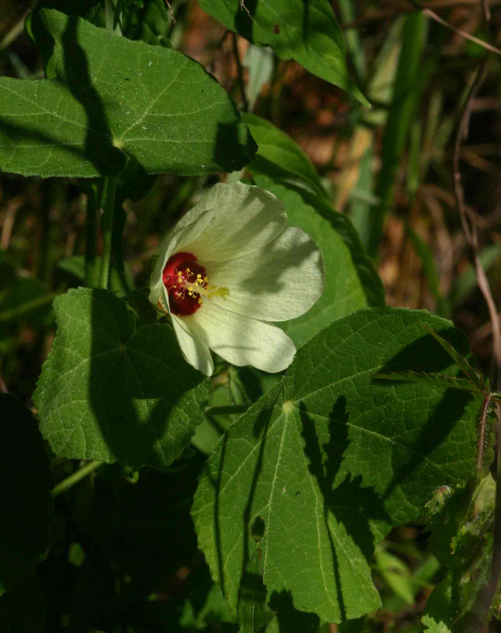 Pavonia senegalensis Pavonia senegalensis