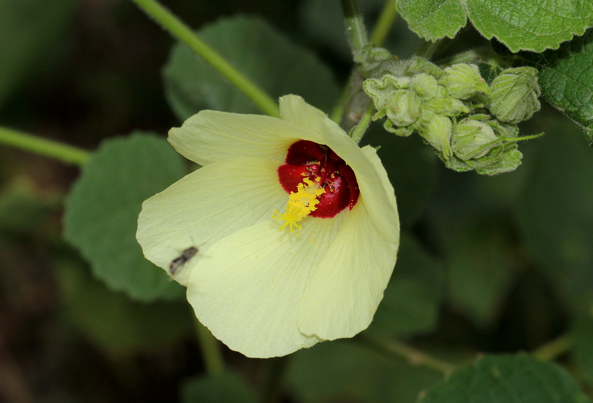 Pavonia senegalensis Pavonia senegalensis