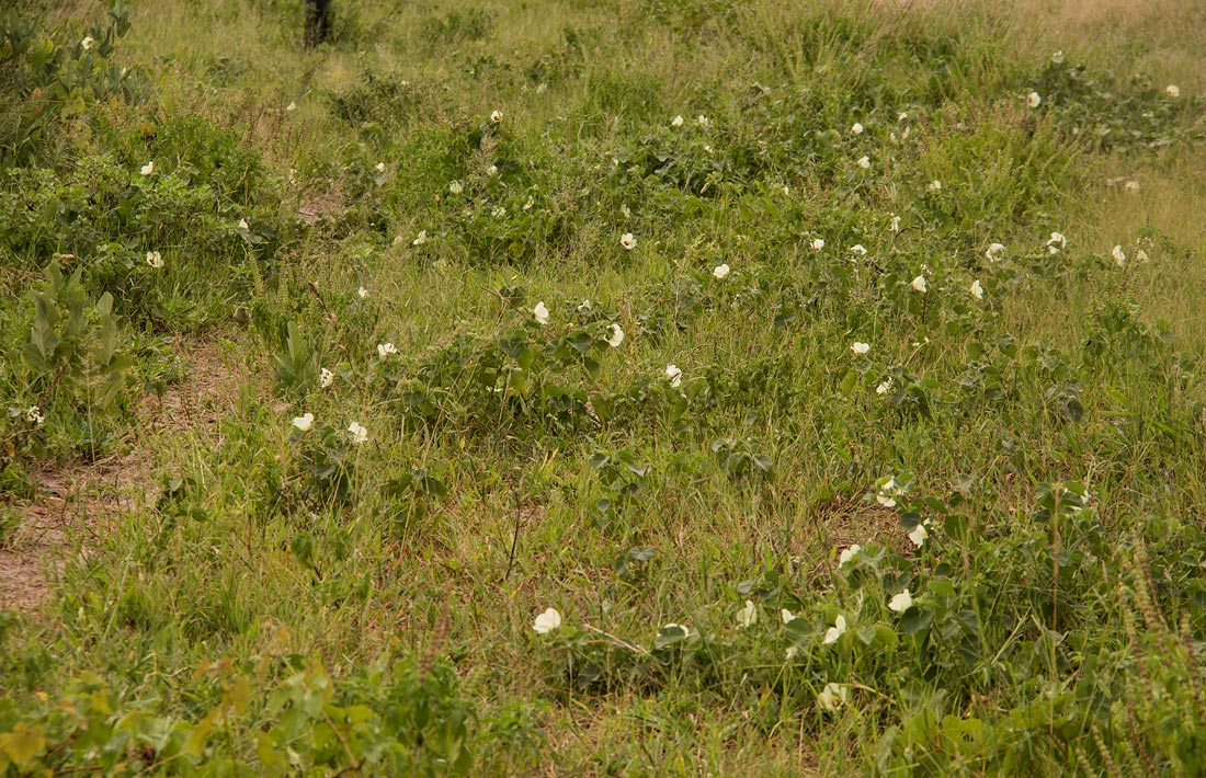 Pavonia senegalensis Pavonia senegalensis