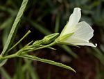 Hibiscus articulatus