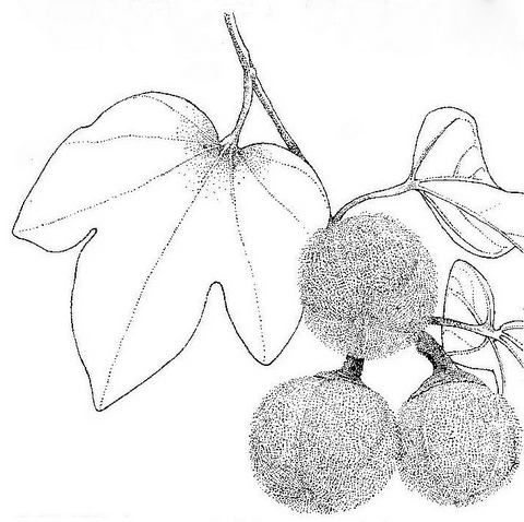 Thespesia garckeana Thespesia garckeana