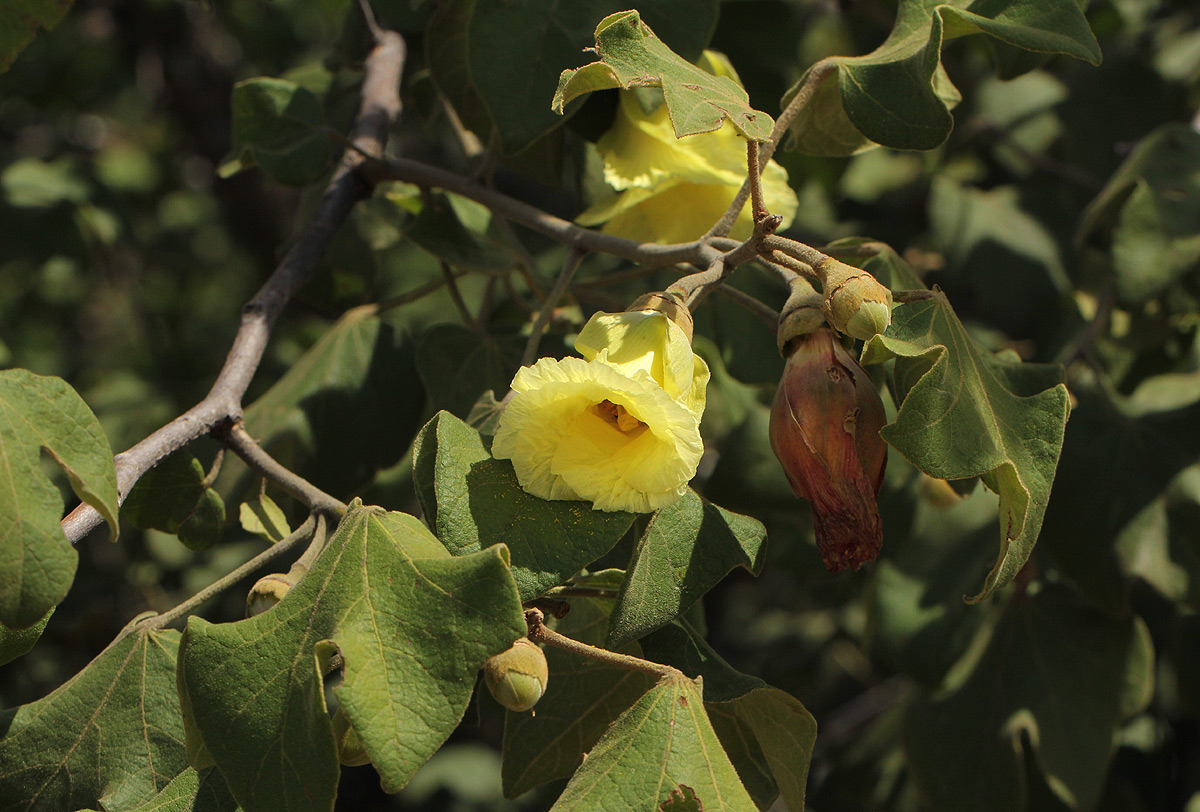 Thespesia garckeana Thespesia garckeana