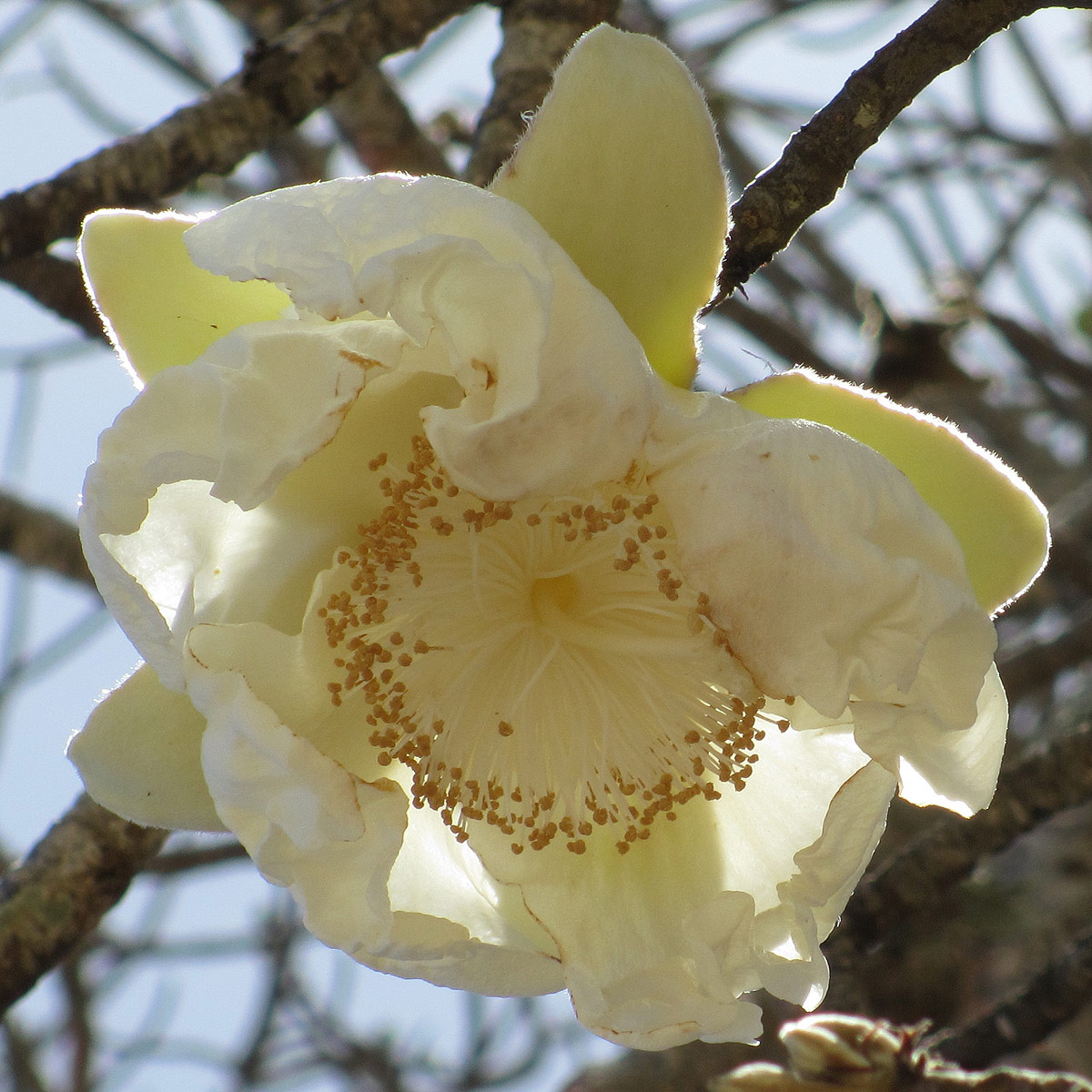 Adansonia digitata Adansonia digitata