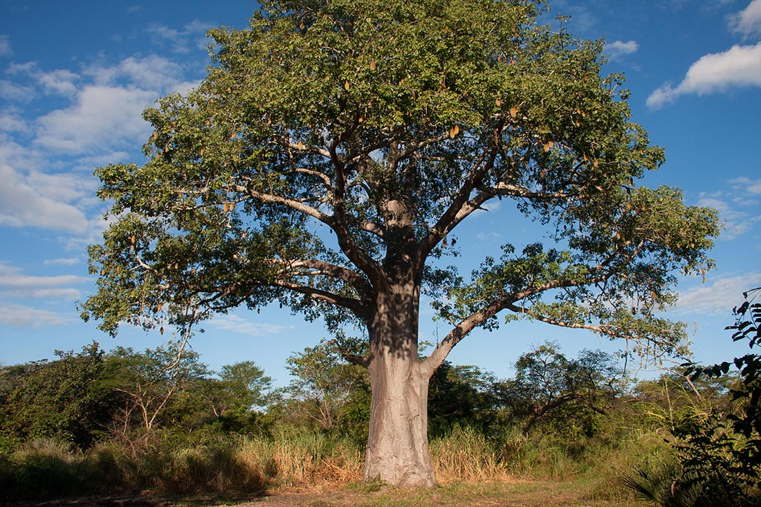 Adansonia digitata Adansonia digitata