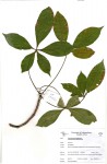 Adansonia digitata