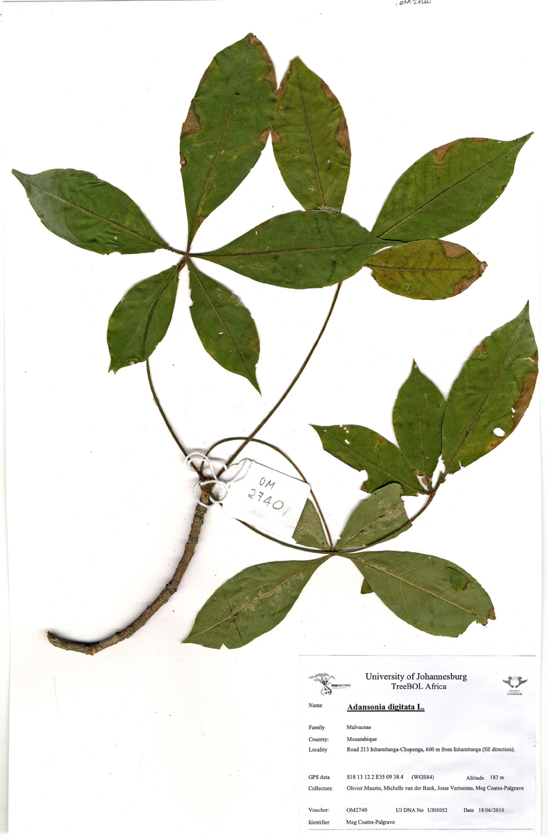 Adansonia digitata Adansonia digitata