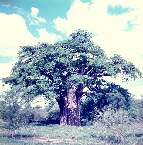 Adansonia digitata Adansonia digitata