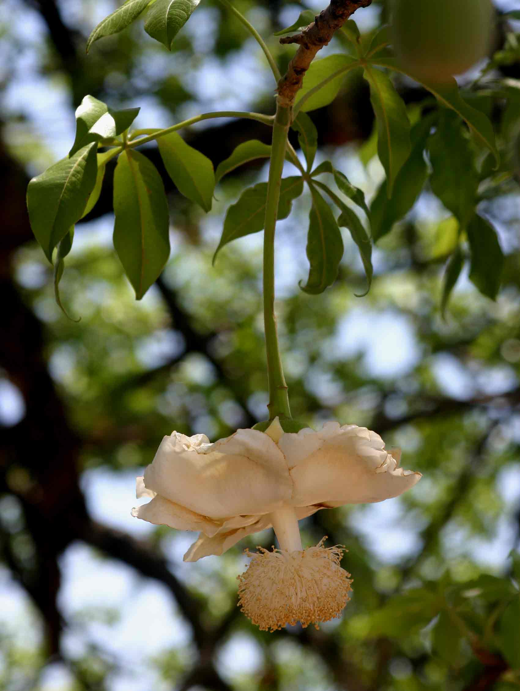 Adansonia digitata Adansonia digitata