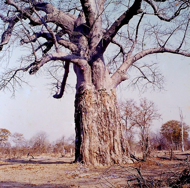 Adansonia digitata Adansonia digitata
