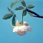 Adansonia digitata