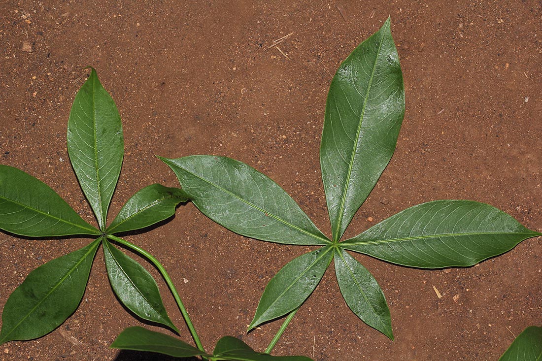 Adansonia digitata Adansonia digitata