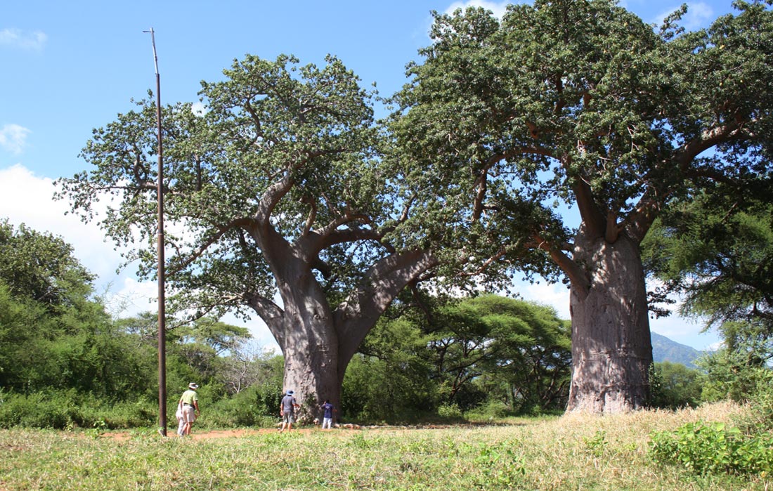 Adansonia digitata Adansonia digitata