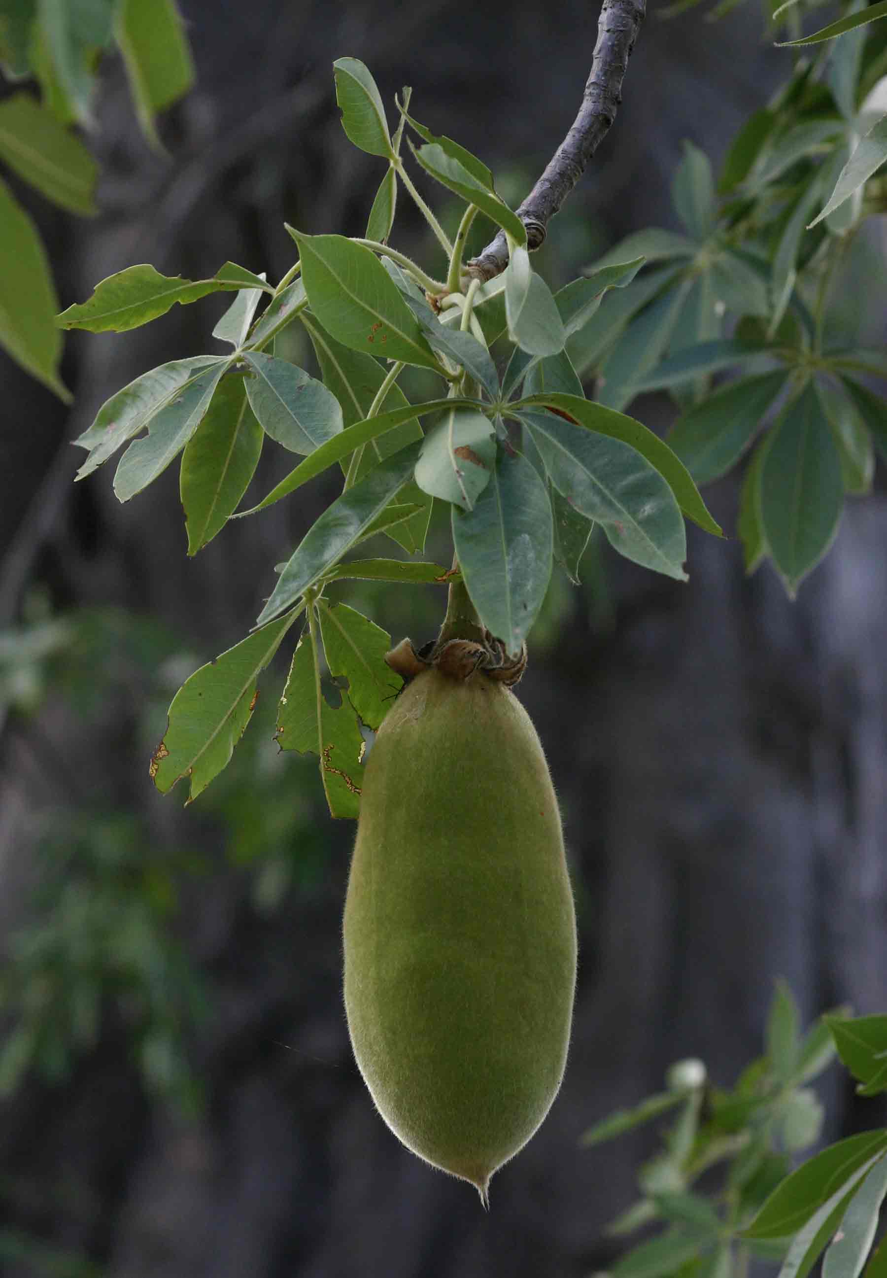 Adansonia digitata Adansonia digitata