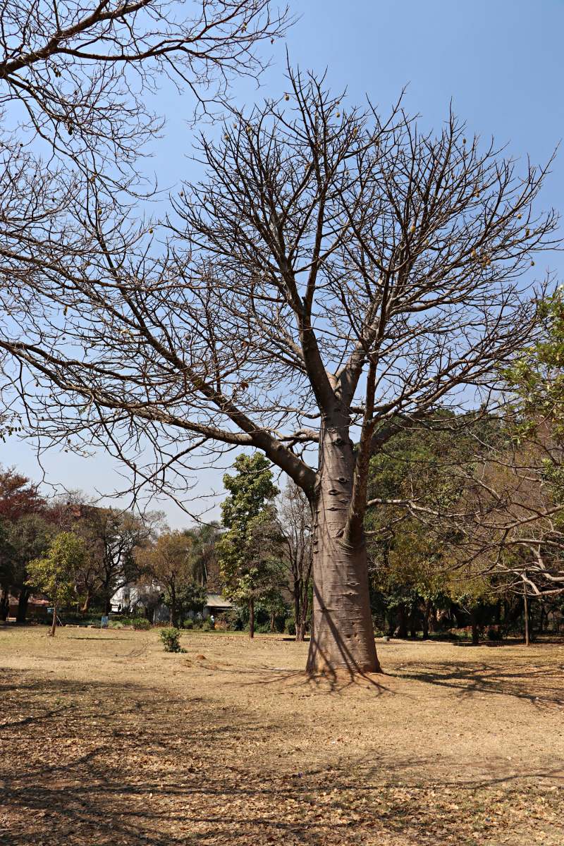 Adansonia digitata Adansonia digitata