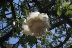 Adansonia digitata
