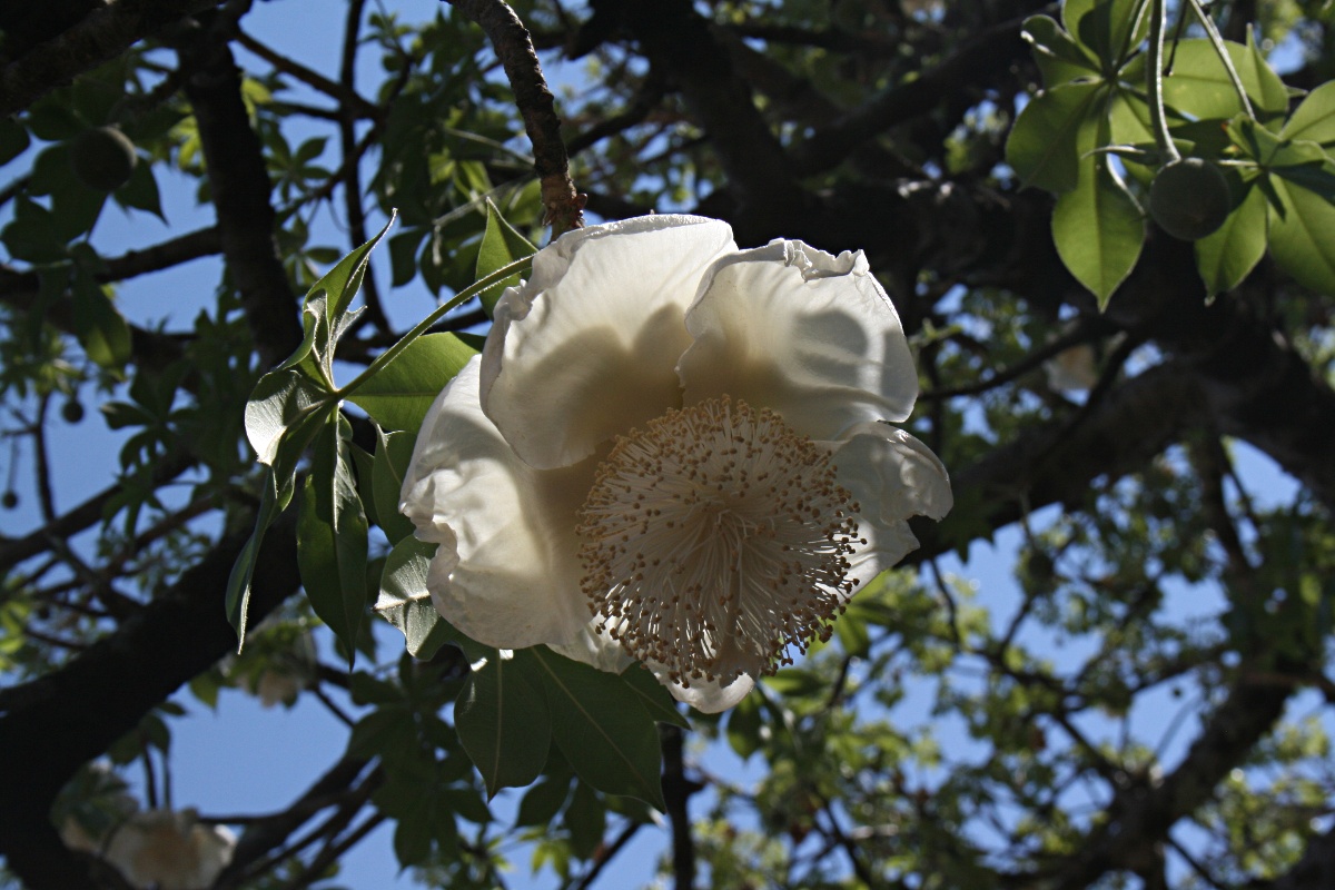 Adansonia digitata Adansonia digitata