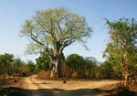 Adansonia digitata