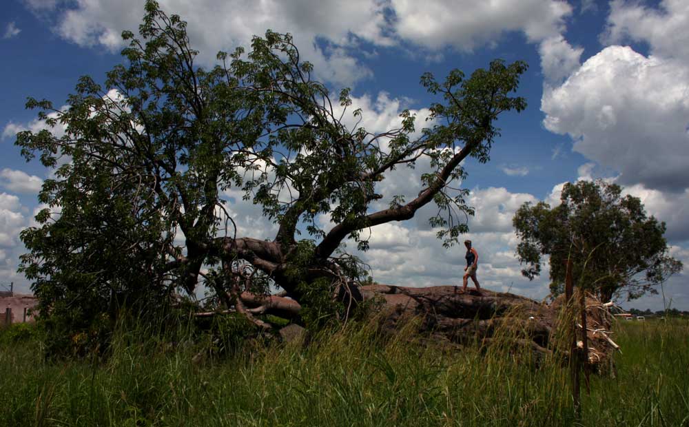 Adansonia digitata Adansonia digitata