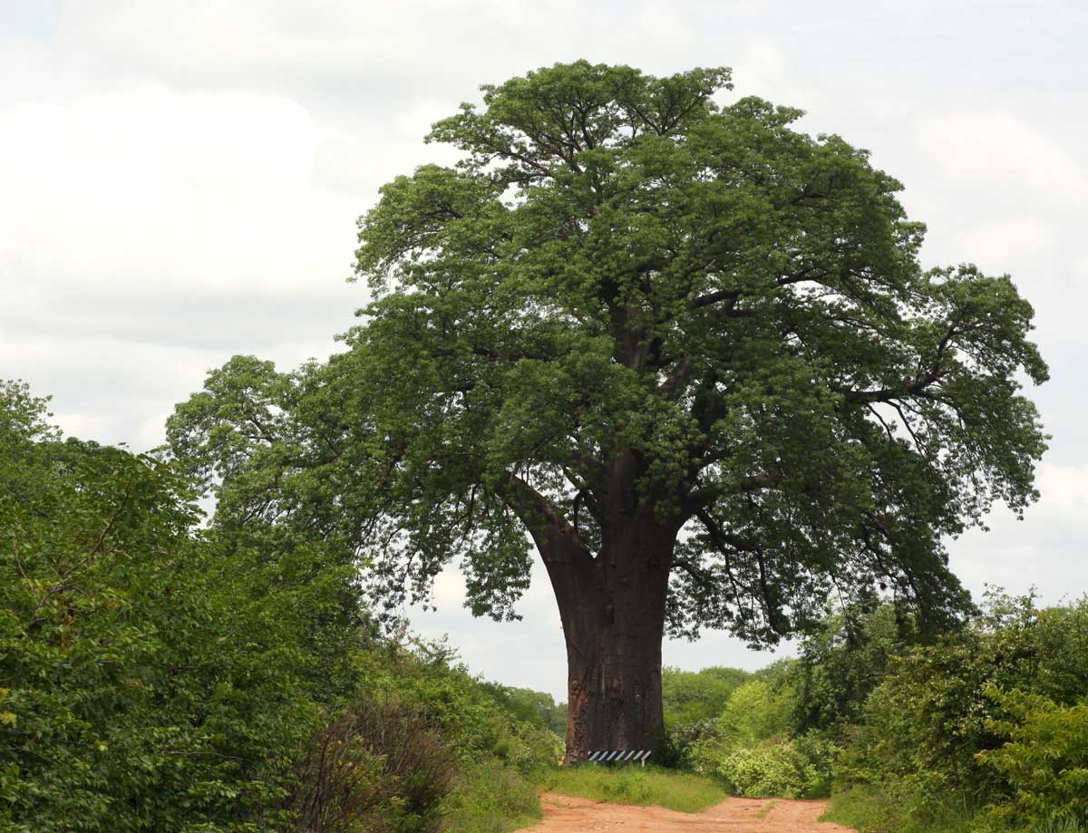 Adansonia digitata Adansonia digitata