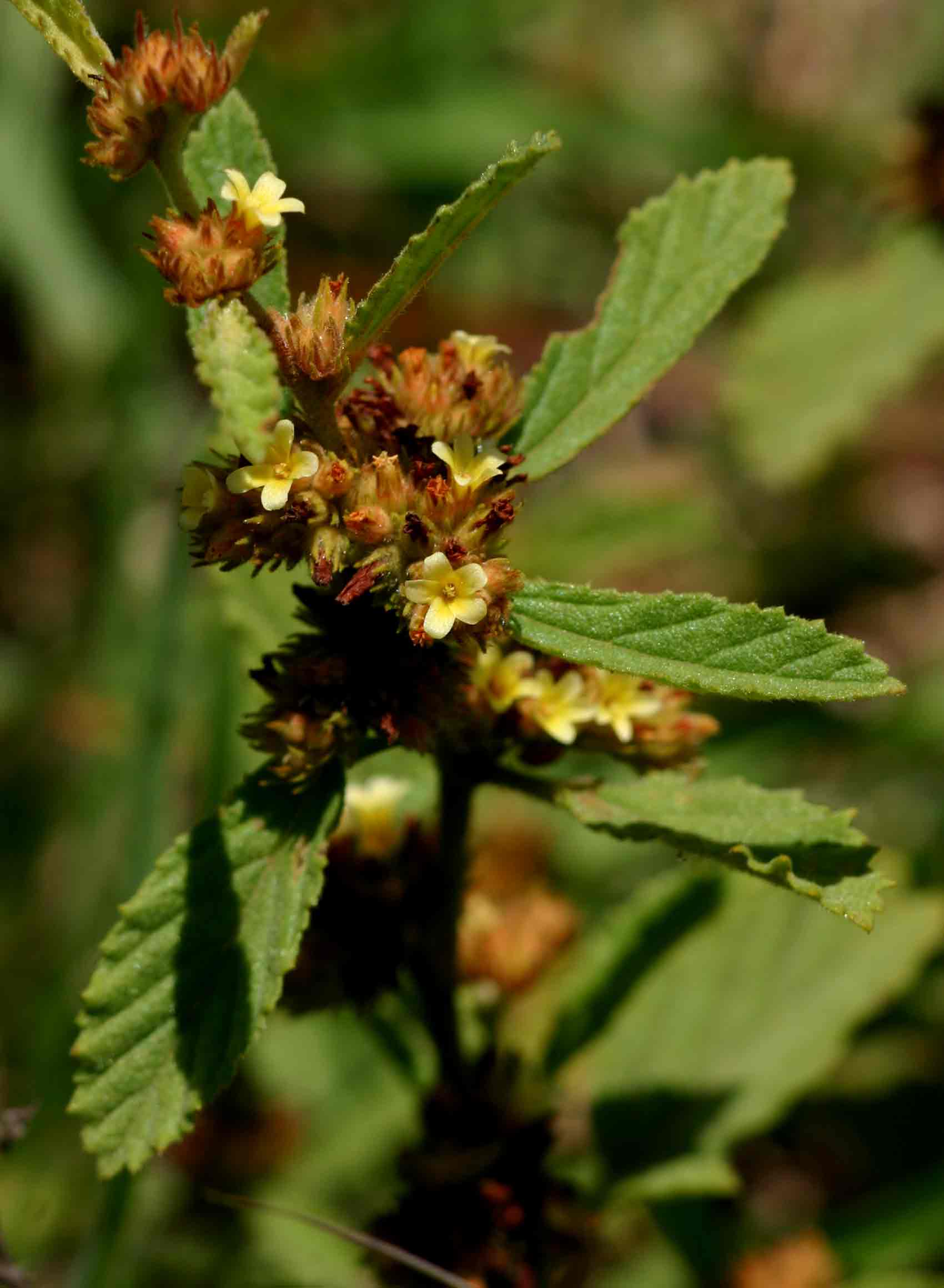Waltheria indica