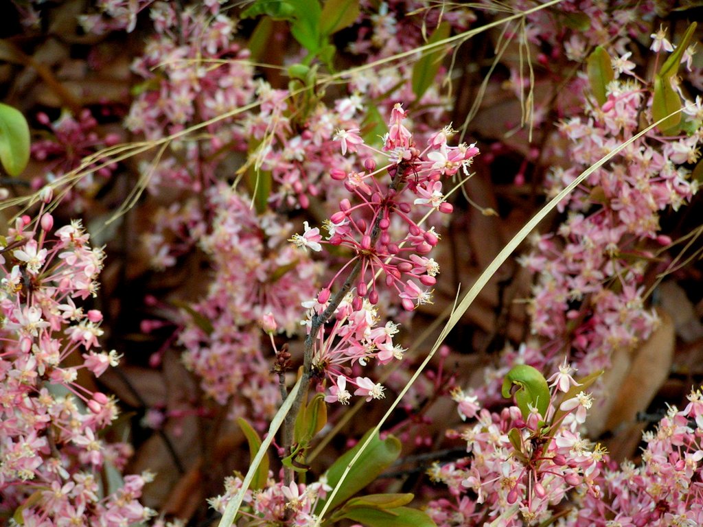 Ochna arenaria Ochna arenaria
