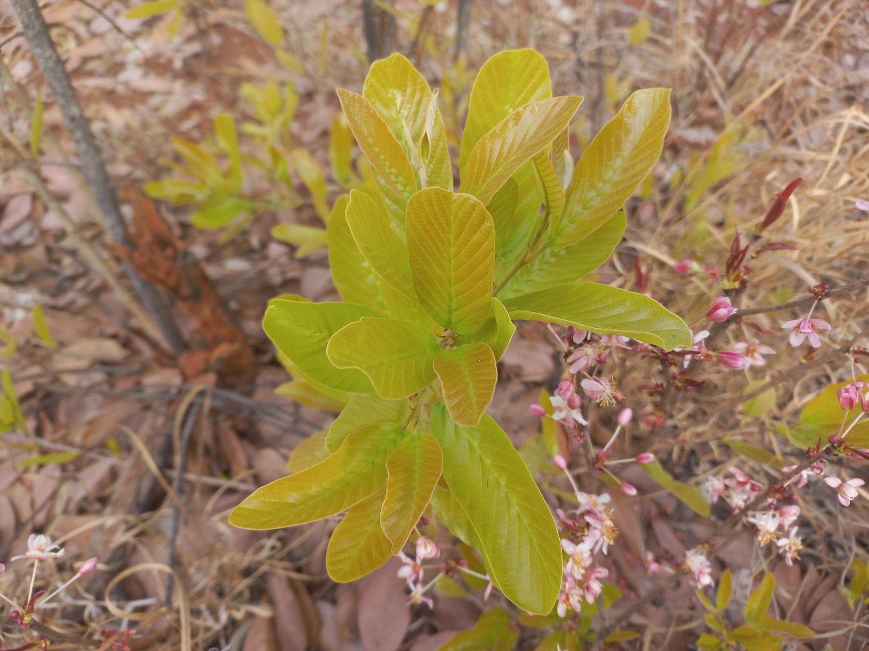 Ochna arenaria Ochna arenaria