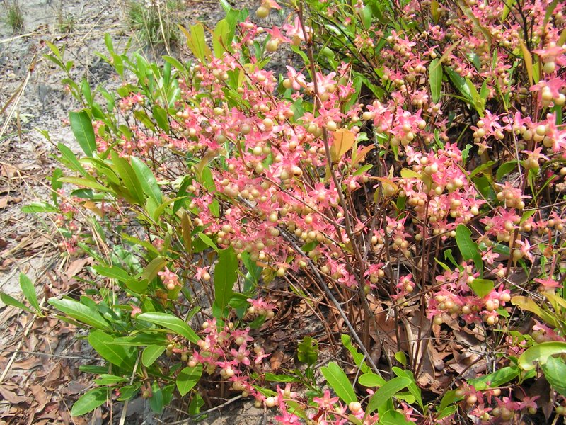 Ochna arenaria Ochna arenaria